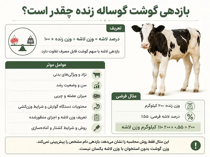 اینفوگرافیک آموزشی درباره بازدهی لاشه گوساله، عوامل مؤثر و مثال محاسبه وزن لاشه با فرض وزن زنده ۲۰۰ کیلوگرم و درصد لاشه ۵۵ درصد.