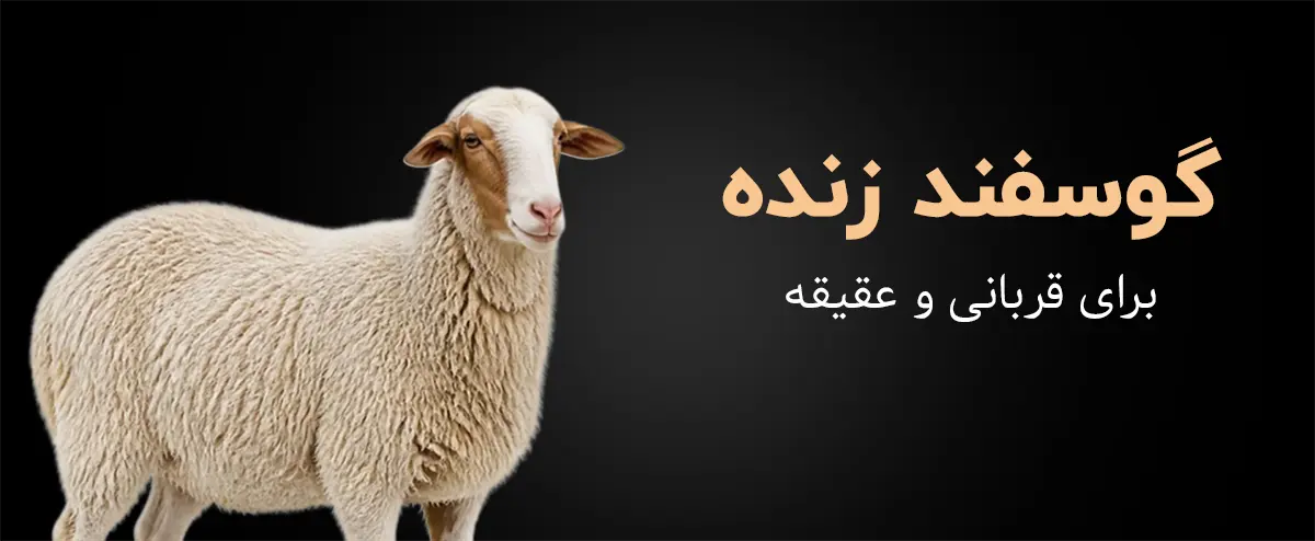 گوسفند زتده برای قربانی