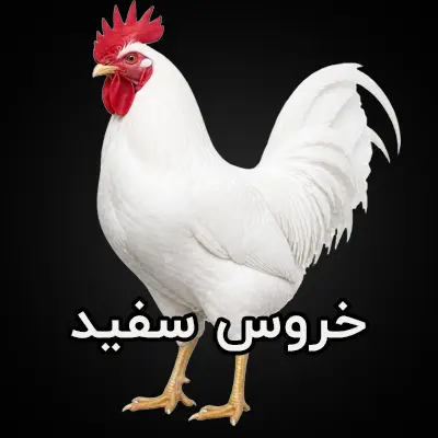 خروس سفید