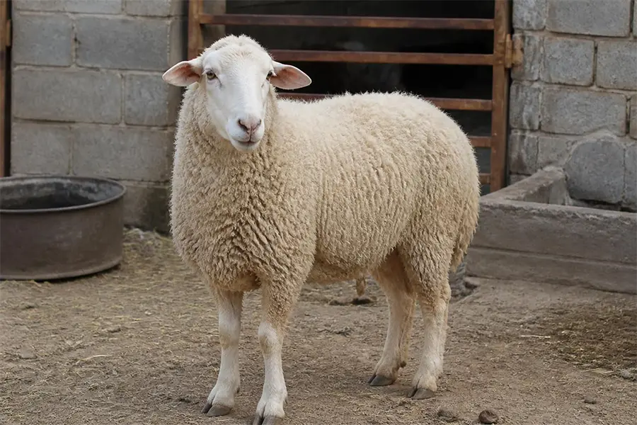 گوسفند زنده