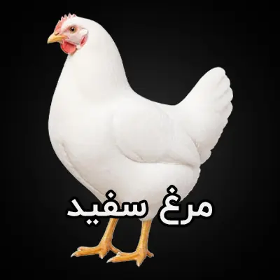 مرغ سفید